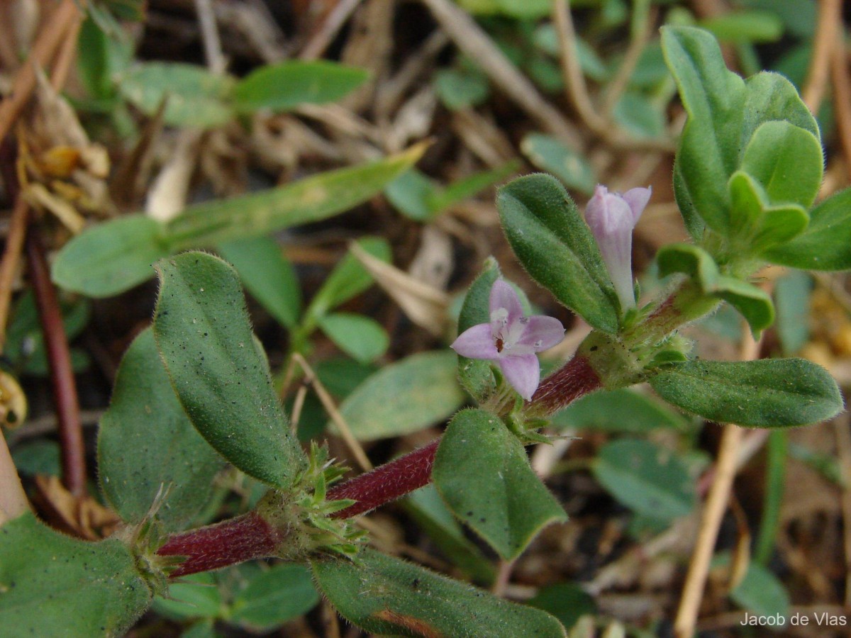 Spermacoce hispida L.